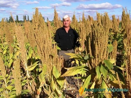 Сорт амаранта Ультра