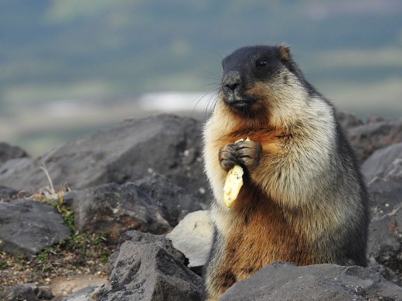Тарбаган. Фото их интернета 