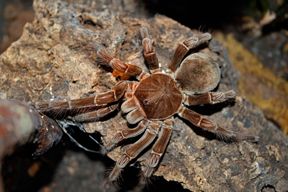 Фото: личный архив Дениса Рыбакова