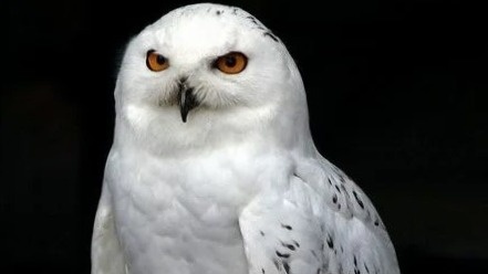 Услуга: просверлю взглядом любого!