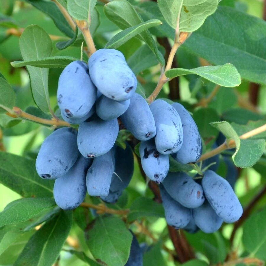 Фото: жимолость съедобная Волшебница