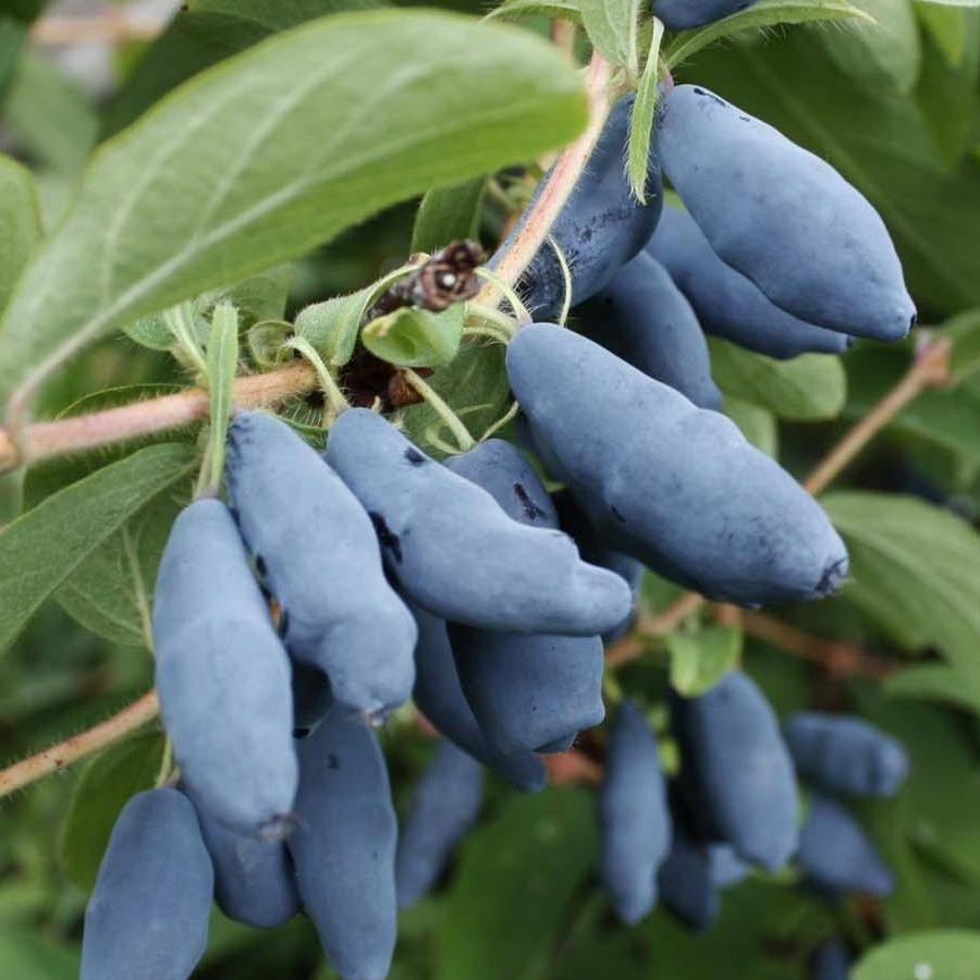 Фото: жимолость съедобная Бархат