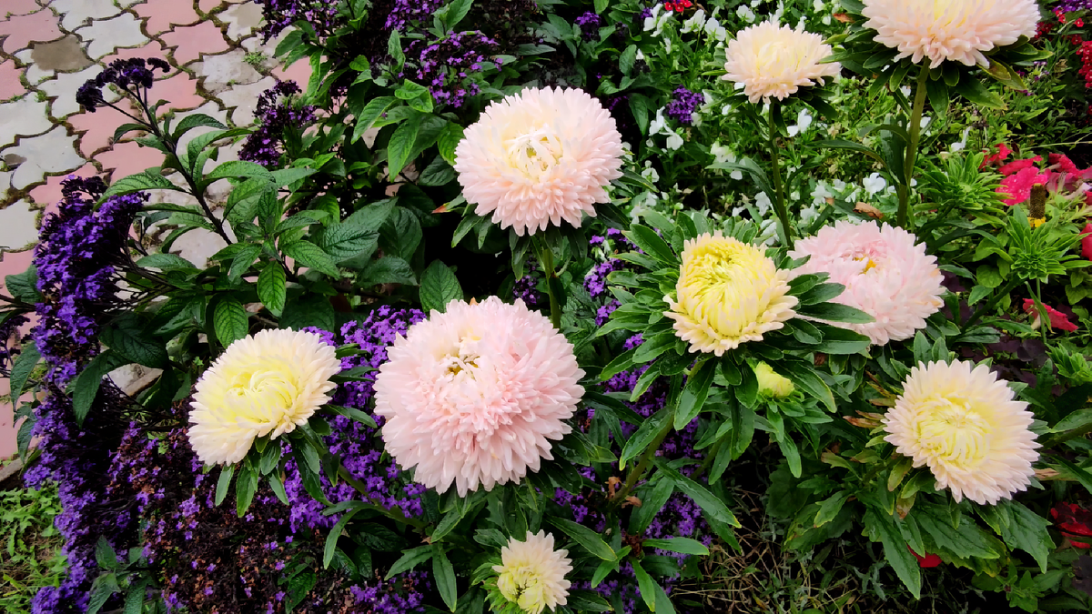 Хризантелла Цветок Лотоса