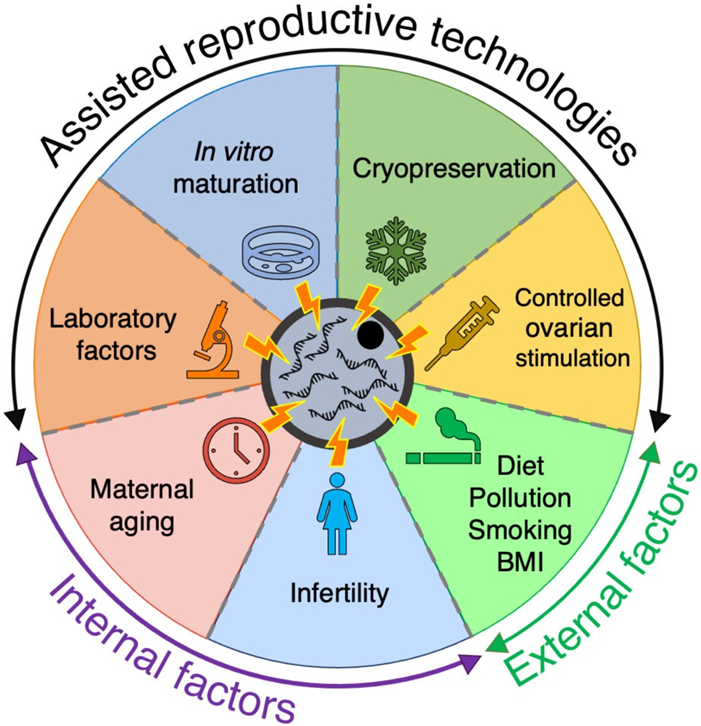 Ducreux B, Patrat C, Trasler J, Fauque P. Transcriptomic integrity of human oocytes used in ARTs: technical and intrinsic factor effects. Hum Reprod Update. 2024 Jan 3;30(1):26-47. doi: 10.1093/humupd/dmad025. 