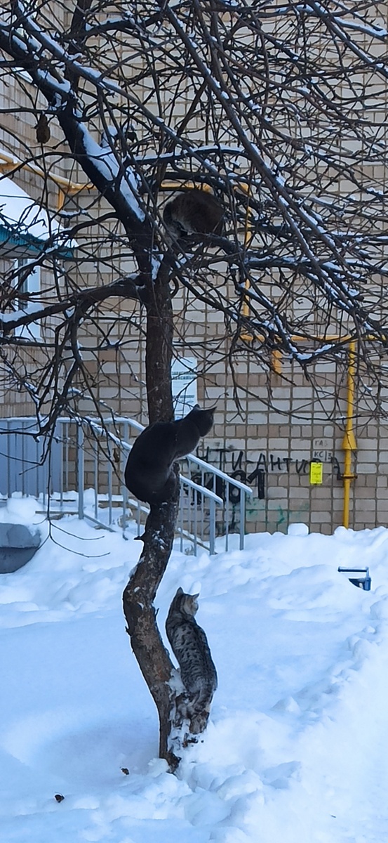 Вицин, Никулин, Моргунов. 