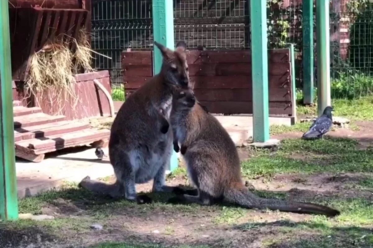    Переживший похищение кенгуренок Крош переехал в зоопарк Костромы