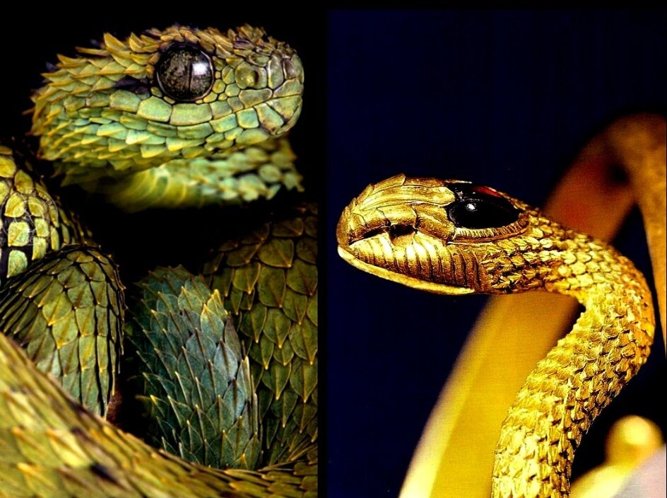 Африканский дракончик, или колючая древесная гадюка (Atheris hispidus/Atheris hispida) и спираль-браслет в виде этой змеи из золота и граната (Египет, Тух эль-Хармус (Шаркия). V в. до н.э. (с) фото - SCA).