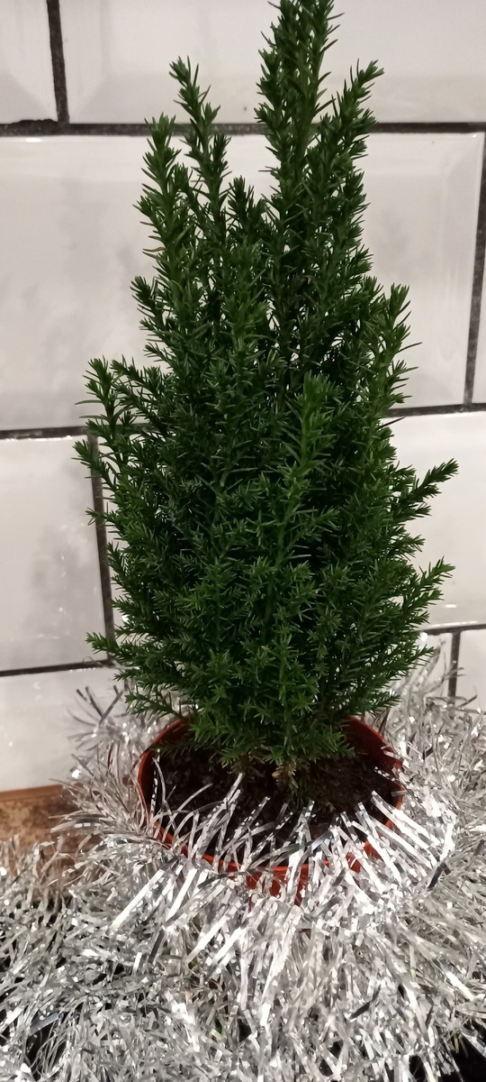 Мой кипарисовик)