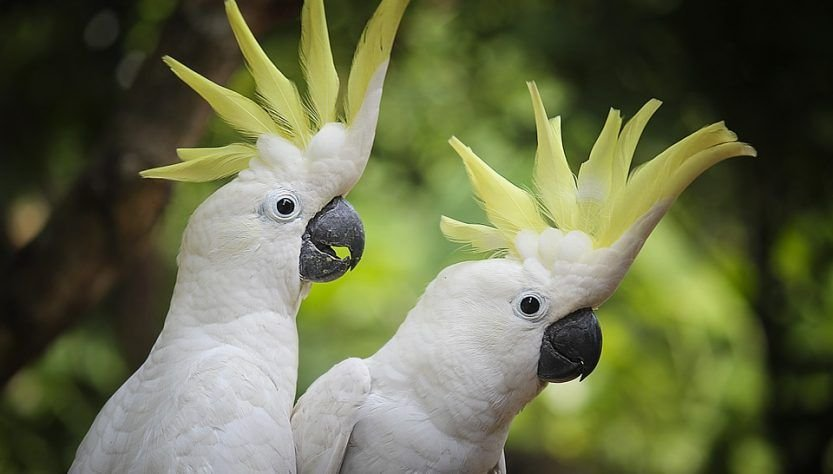 Два попугая