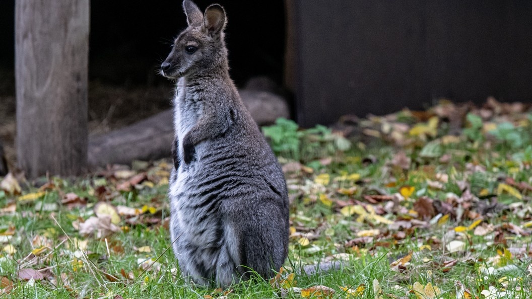    Фото: Fabian Sommer/dpa/Globallookpress