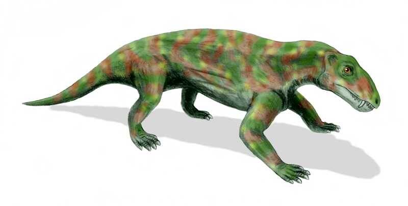 Биармозух с военной маскировкой.