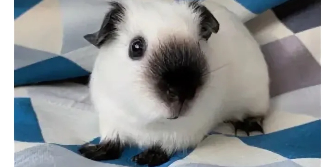 Гималайская морская свинка 