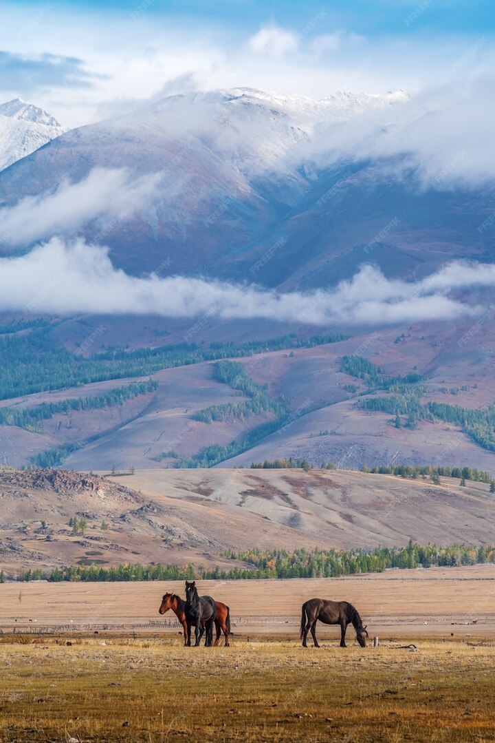 Монголия. Фото из интернета 