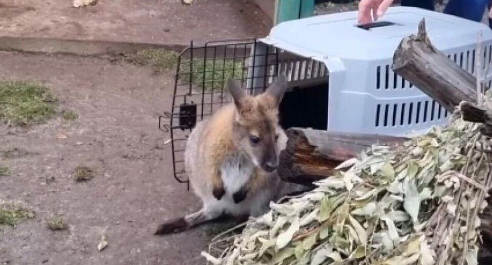    Ярославский зоопарк