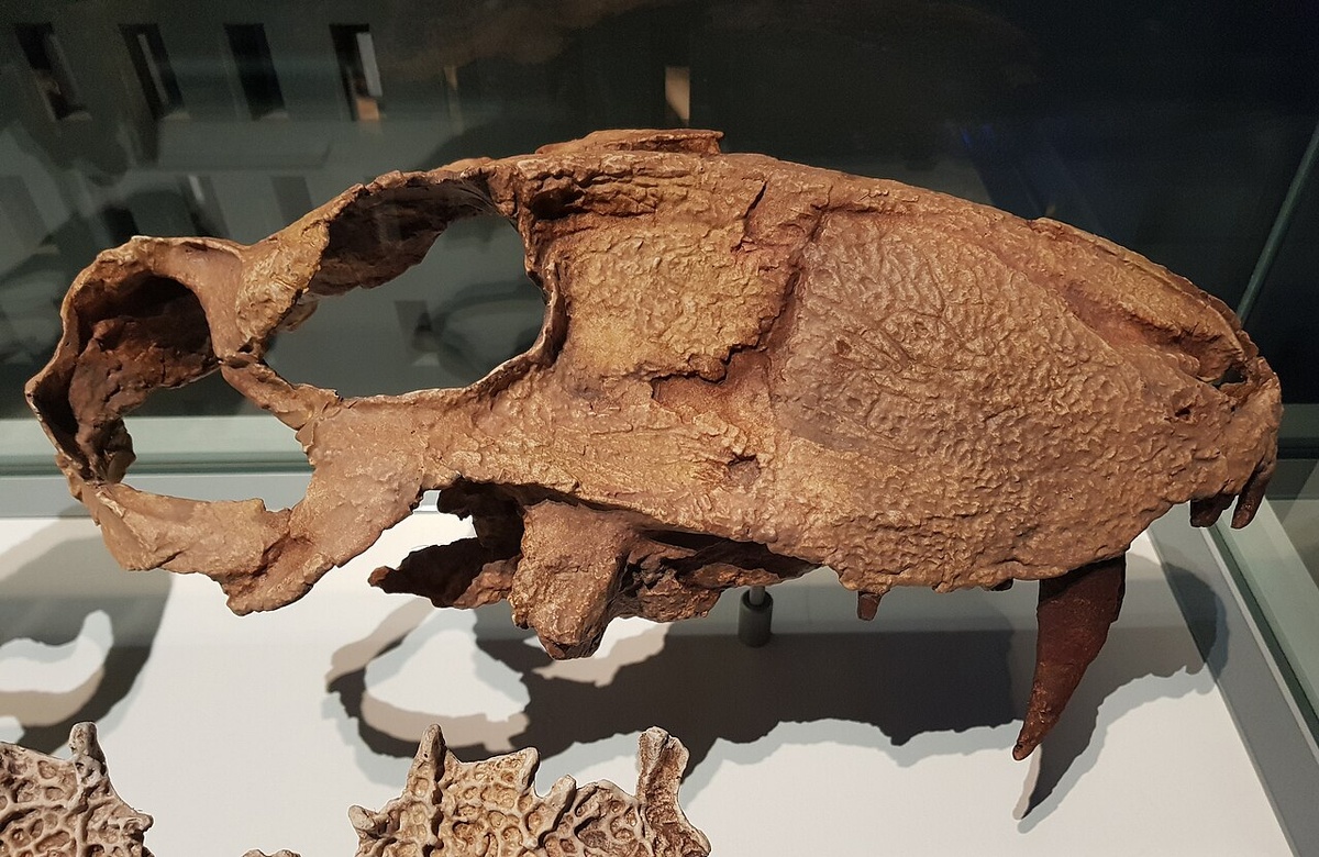 Череп эотитанозуха.