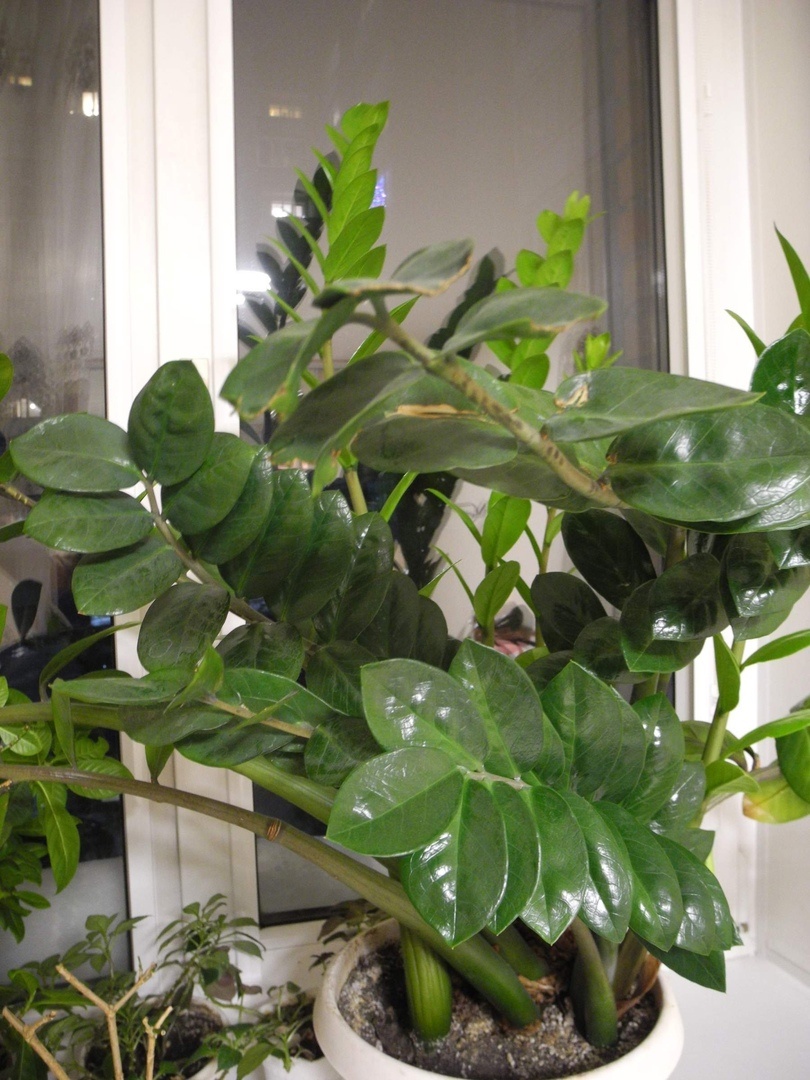 Замиокулькас замиелистный