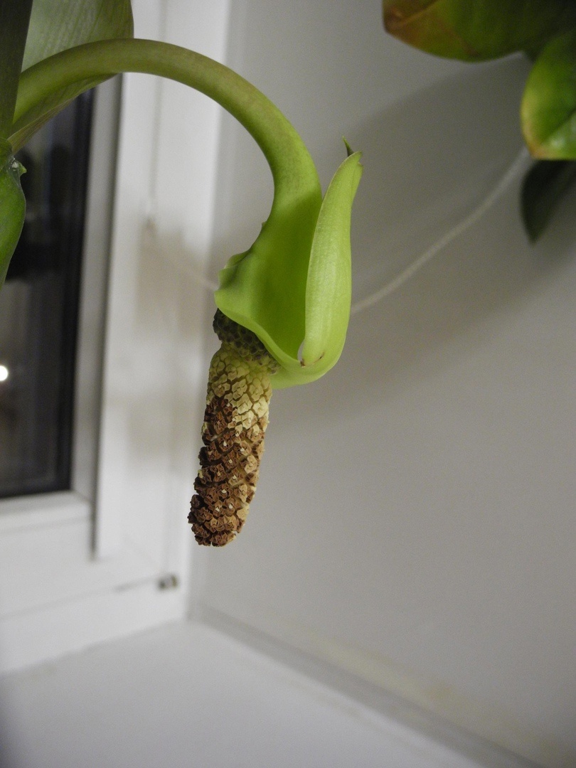 Соцветие замиокулькаса