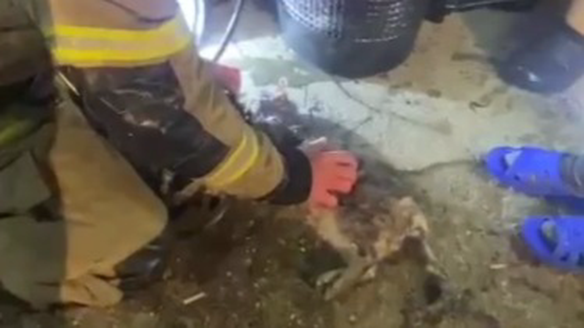    Фото: Telegram / МЧС России