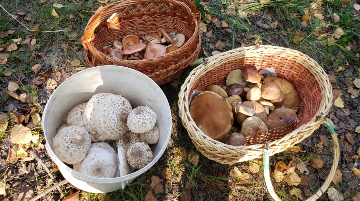 Фото Жабуси. Рязанская обл. Жабуся заготавливает зонтики - замораживает уже обжаренные в кляре. Из таких заготовок можно даже сделать торт - листайте