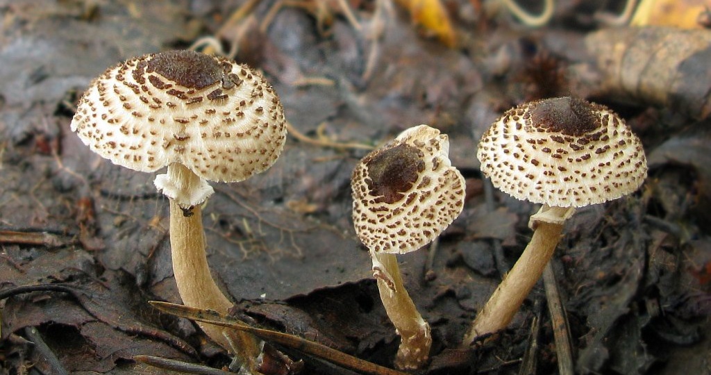 Грибы, похожие на зонтики - они "двойники" или "родственники" и есть ли опасность перепутать