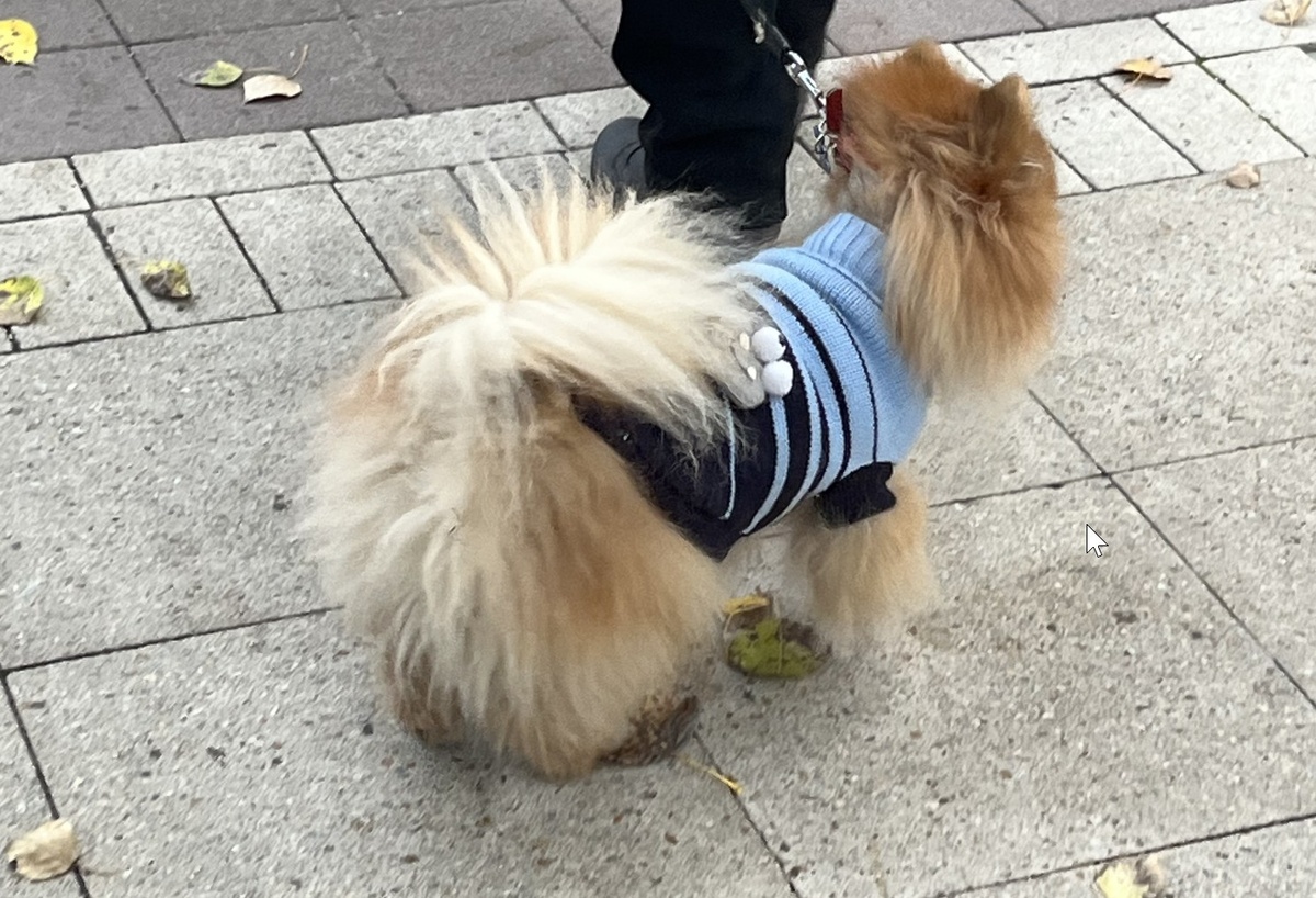 Прогулка в одежде