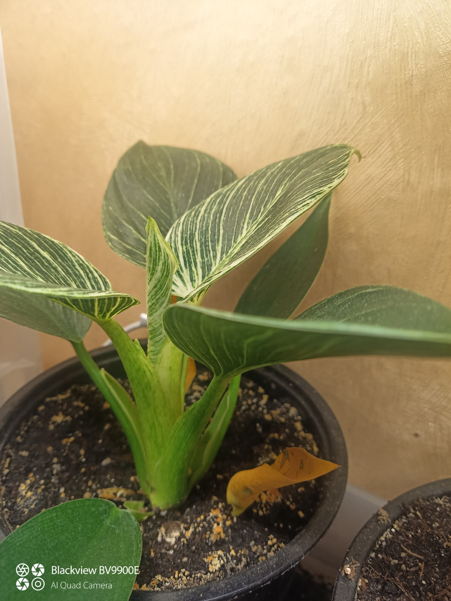 Старший Биркин с новым листом 