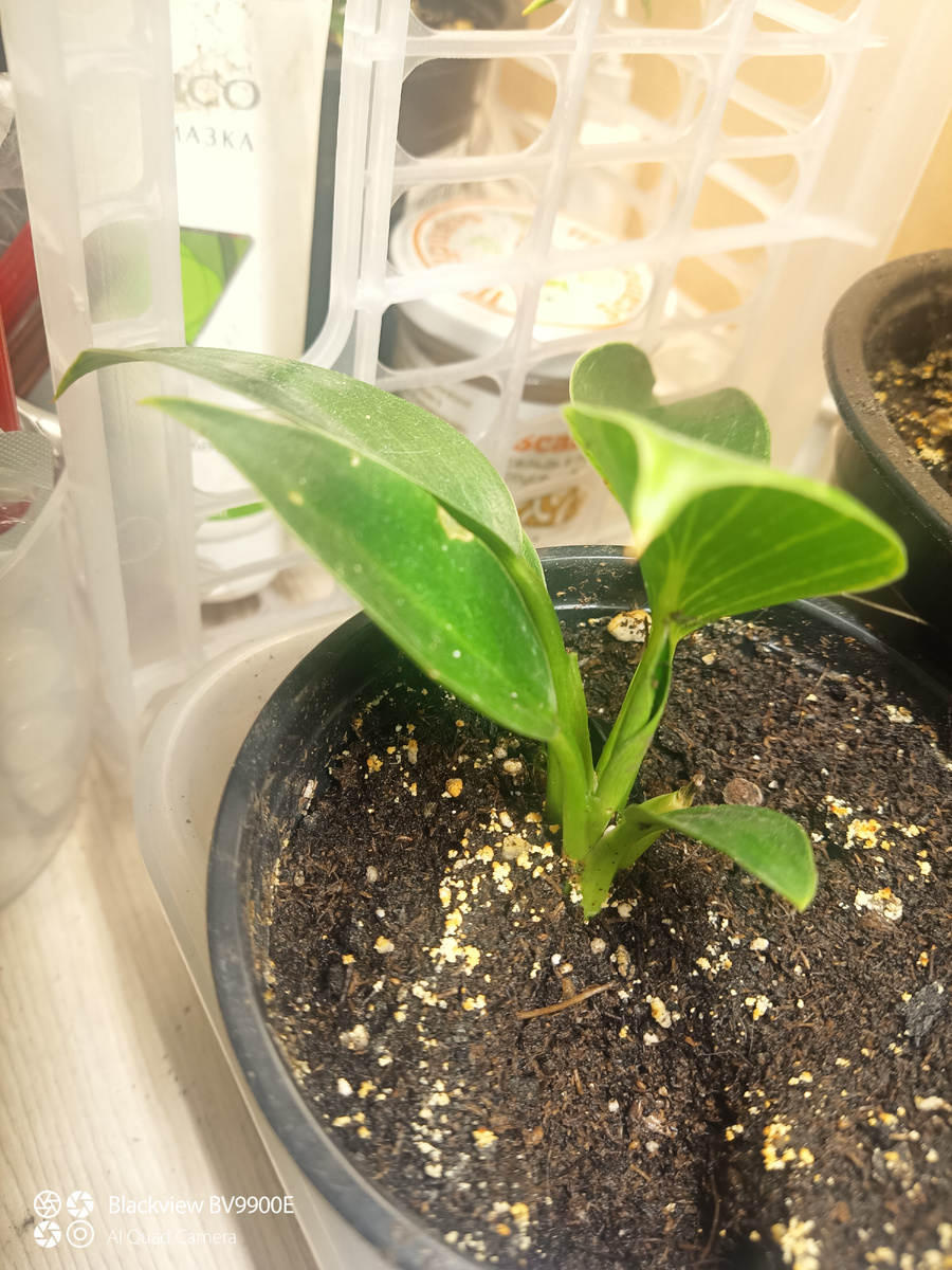 Младший Биркин, ещё даже не полосатый 