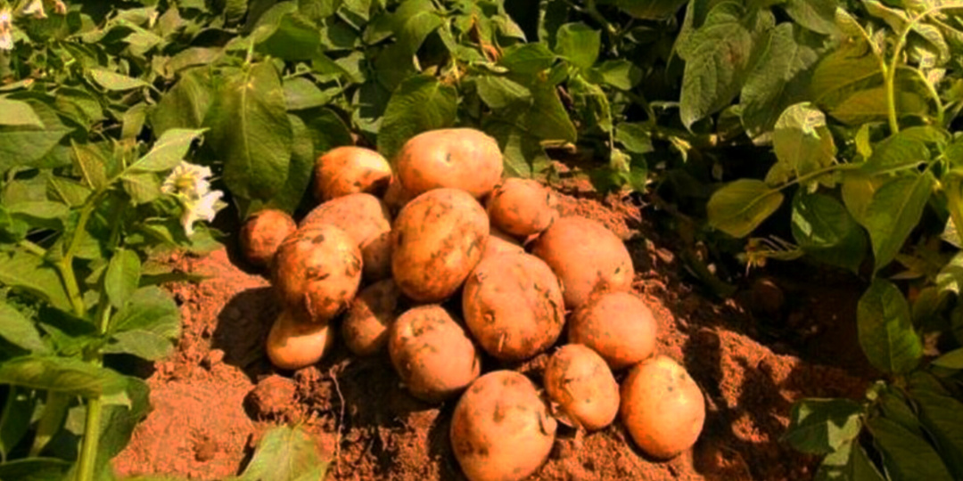 Уникальный способ борьбы с проволочником: белорусы делятся опытом. Одно применение и полное исчезновение вредителей, удвоение урожая!