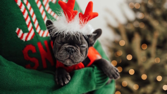    Как обеспечить безопасность и комфорт питомца в новогодние праздники: советы ветеринара Андрей Бурков