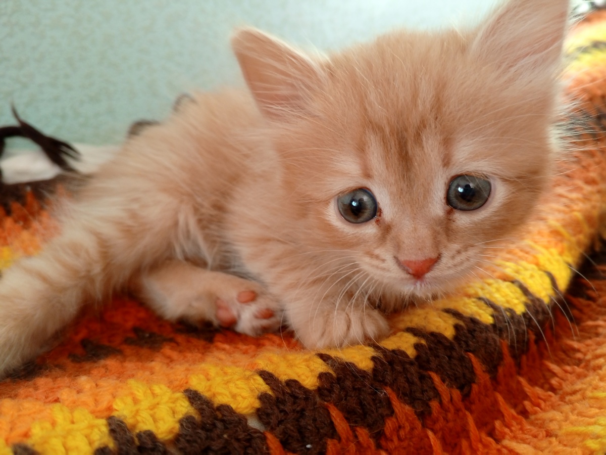 Клементина, 1 месяц и 12 дней