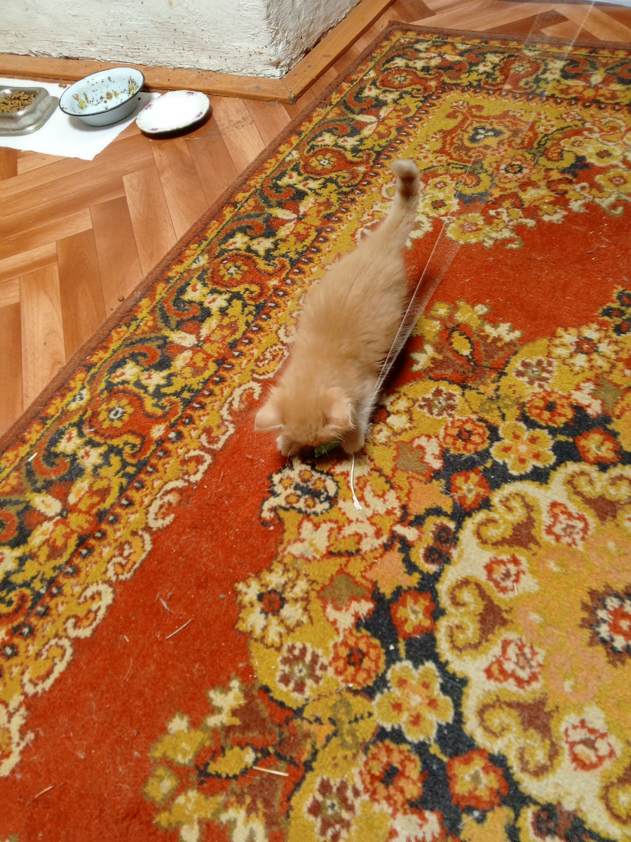 Клементина за игрой