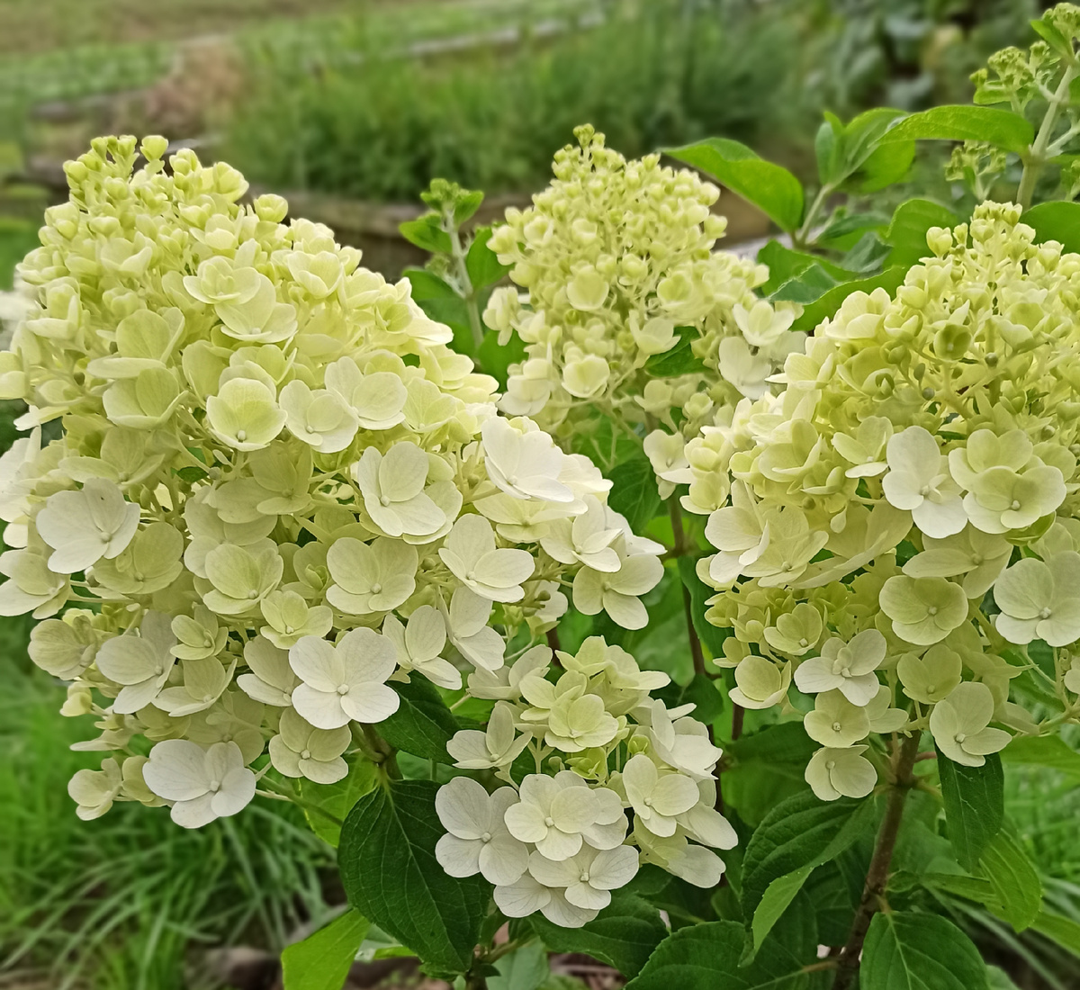 Моя любимица Лайм лайт. Цветёт стабильно и выдерживает любую непогоду