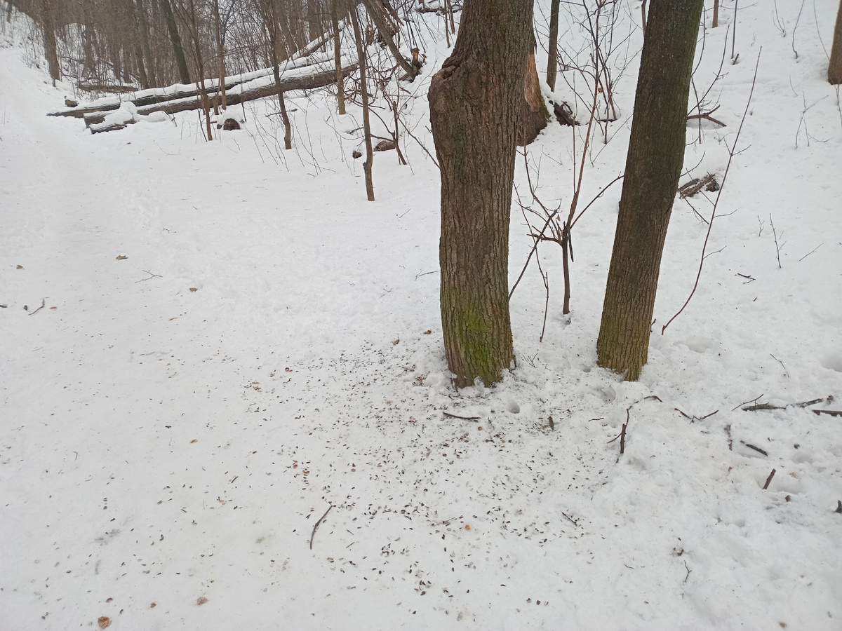 Под обеденным деревом белок