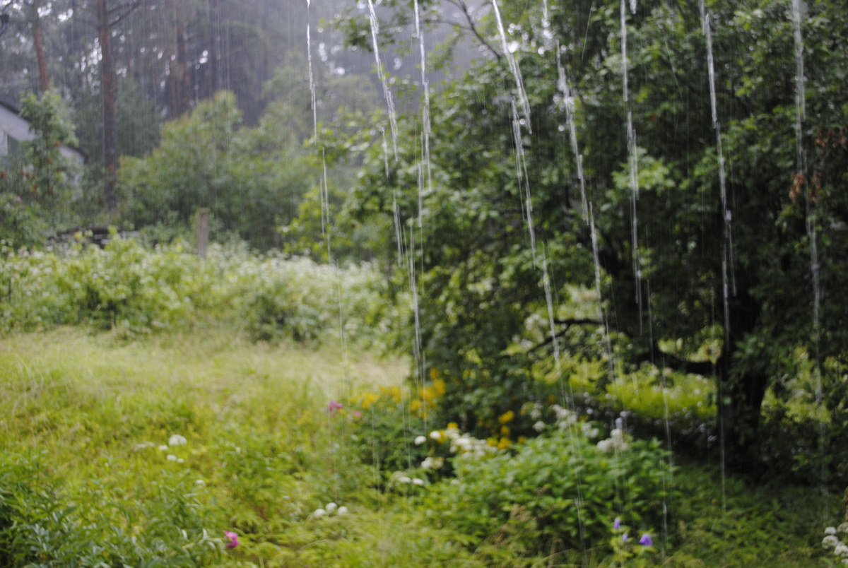 2018 год. Желтые и белые пятнышки – это вербейник со снытью. Розовые пятнышки – пионы, выжившие несмотря ни на что. Колосится сочный пырей, ряд сзади – это заросшая смородина