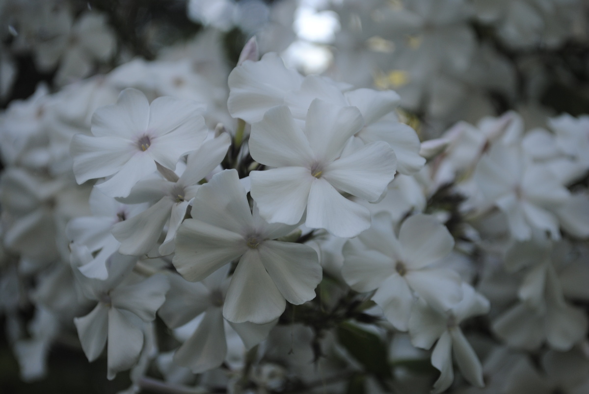 Это не снег, это флоксы! Все фотографии и цветочки в тексте мои