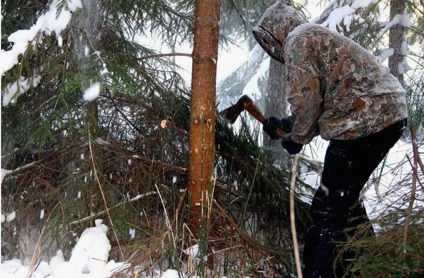 фото из интернета.