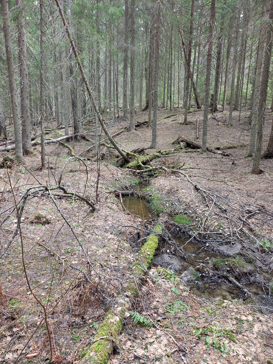 Ручей возле тропинки.