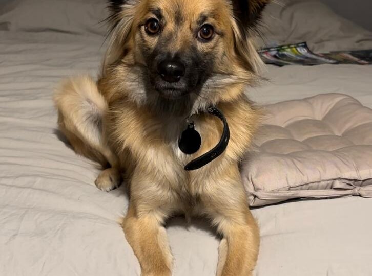 Маленький и симпатичный. Такие обычно пристраиваются быстро и навсегда. Но на этого малыша у Собачьего Бога были свои планы