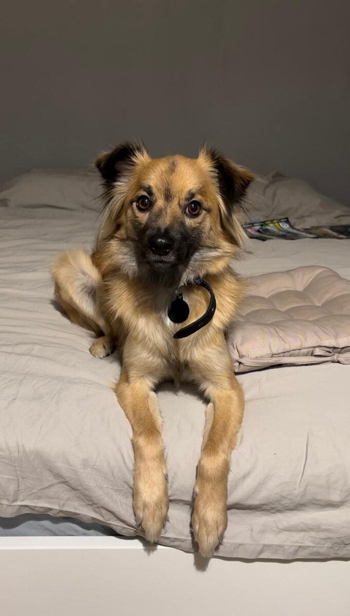 Да, это я. Красивый домашний пёс