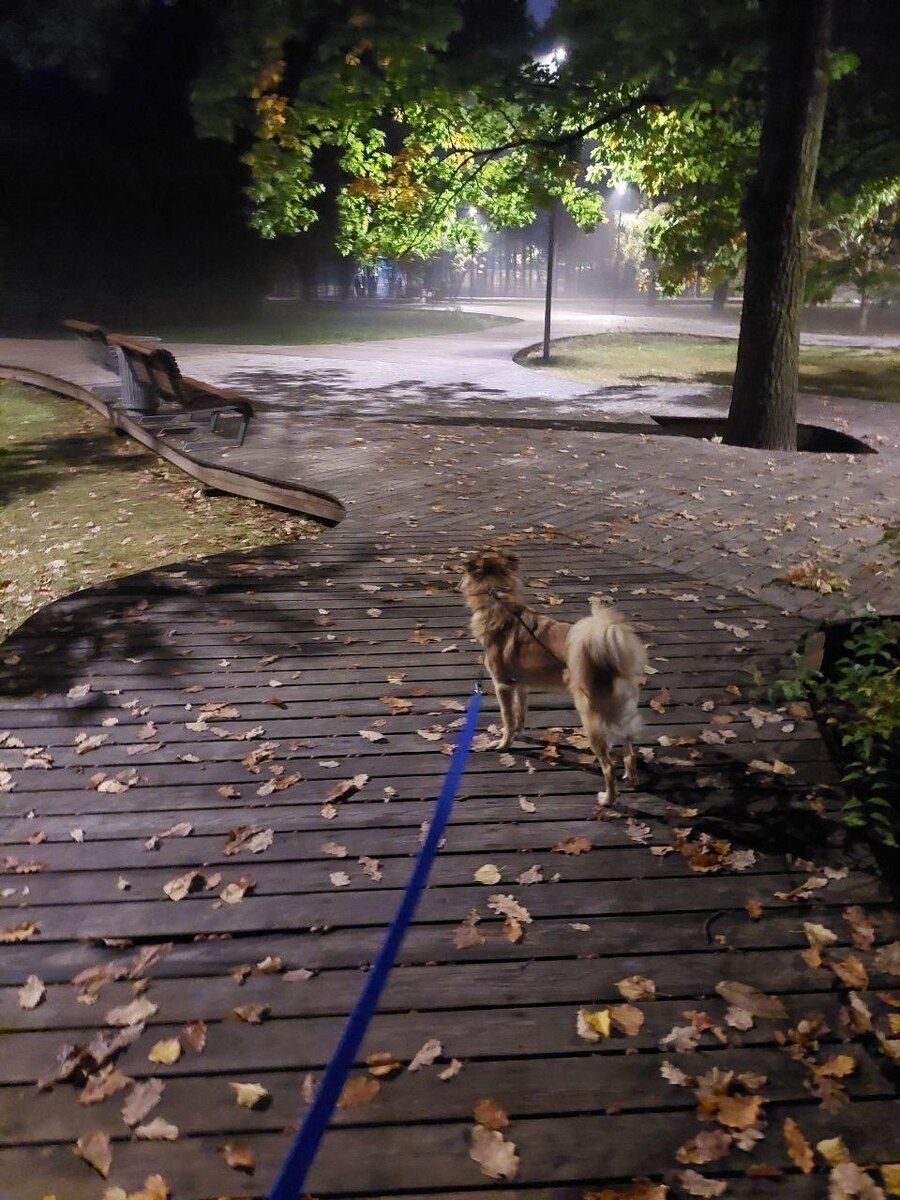 Просто очень красивое фото с одной домашней собакой