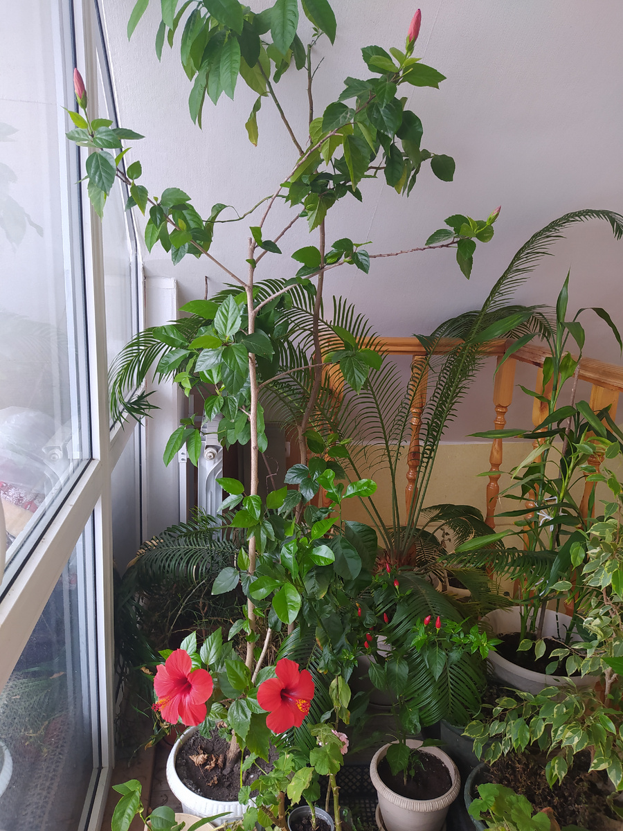 Кусочек моих комнатных плантаций на втором этаже. Тут у нас Ташкент :)