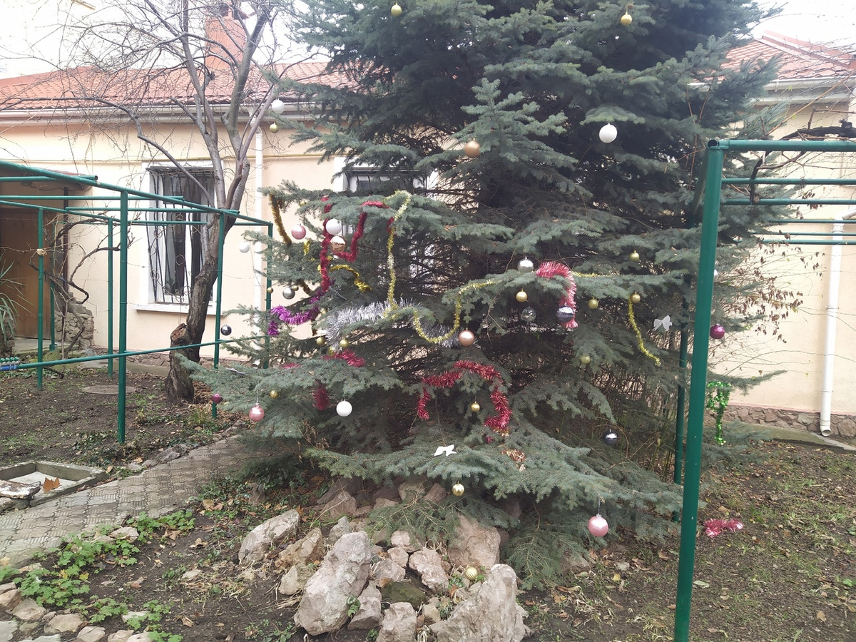 Ёлочка, растущая во дворе и давно ставшая родной, заботливо наряжена! (с) Фото: Н. Остапцов