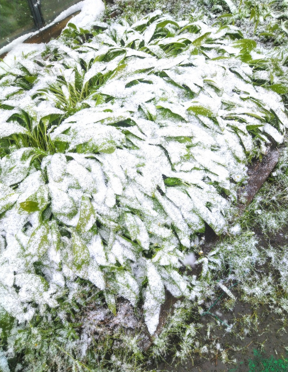 Снег был в мае. Под снегом - черемша