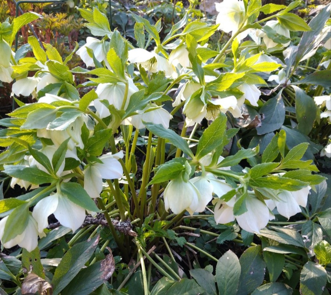 Морозник кавказский