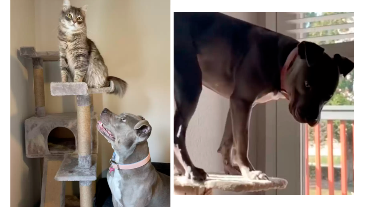    Уиллоу даже умеет залезать на кошачий домик