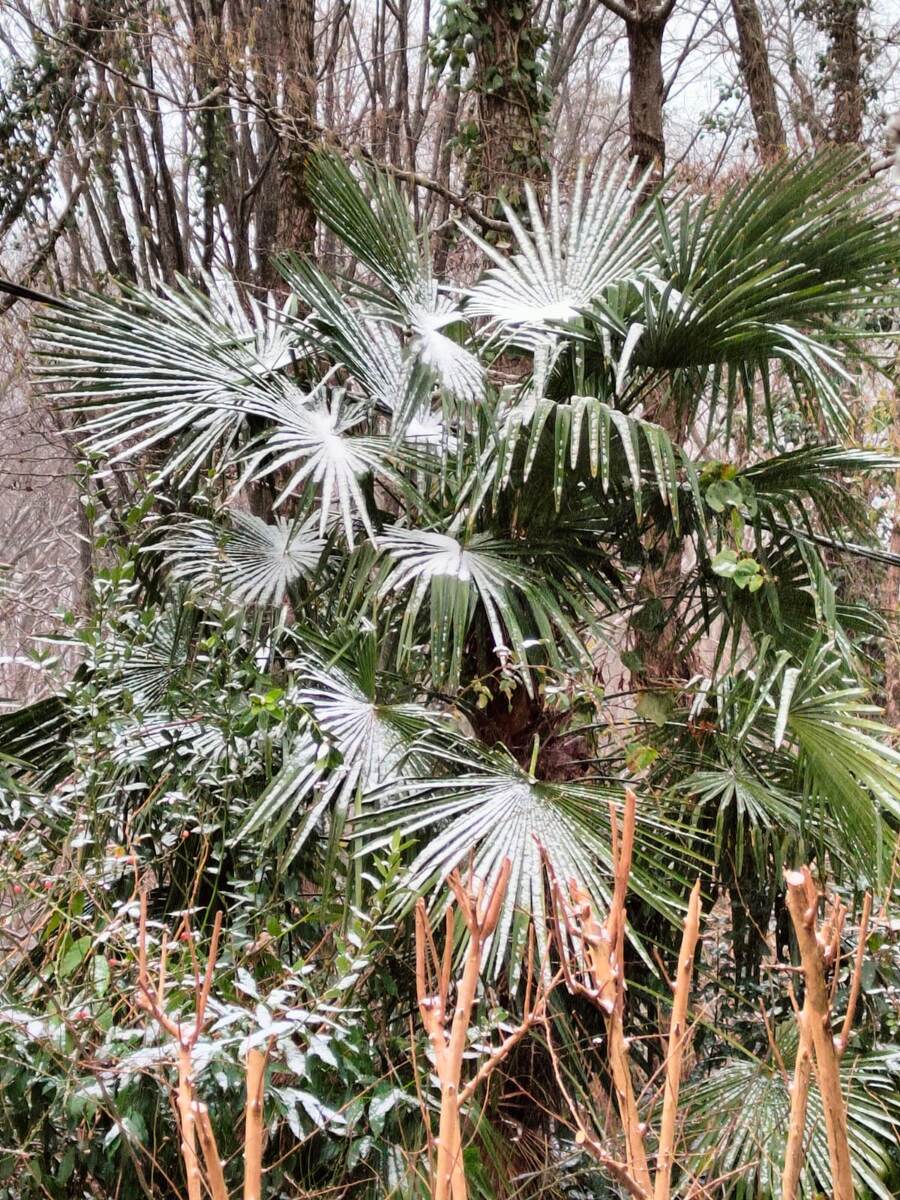 Снег на пальмах в Сочи
