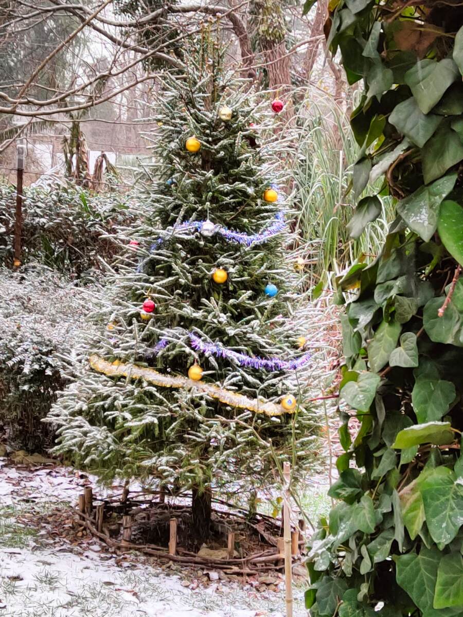 Снег на сочинской елке