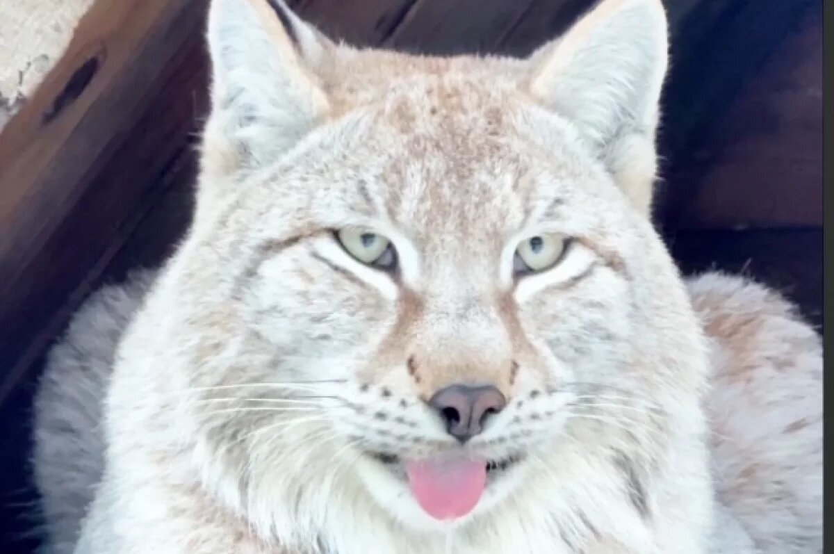    Камчатского рысенка назвали Эвин в честь коренного народа севера