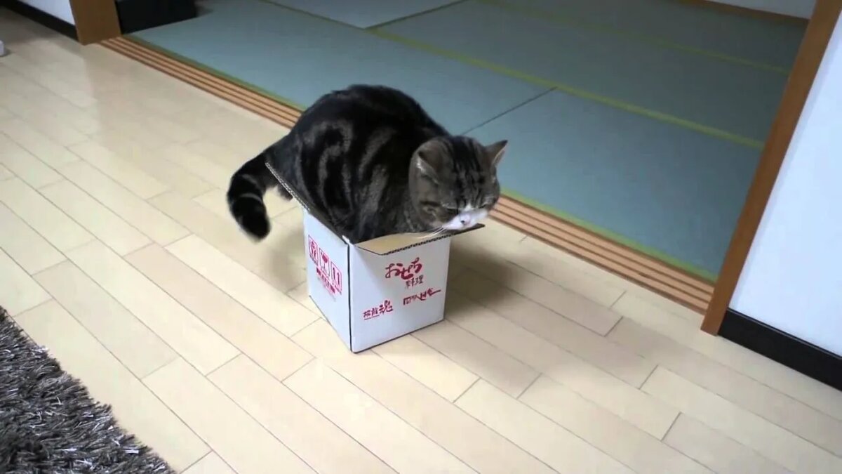 Кот в коробке.