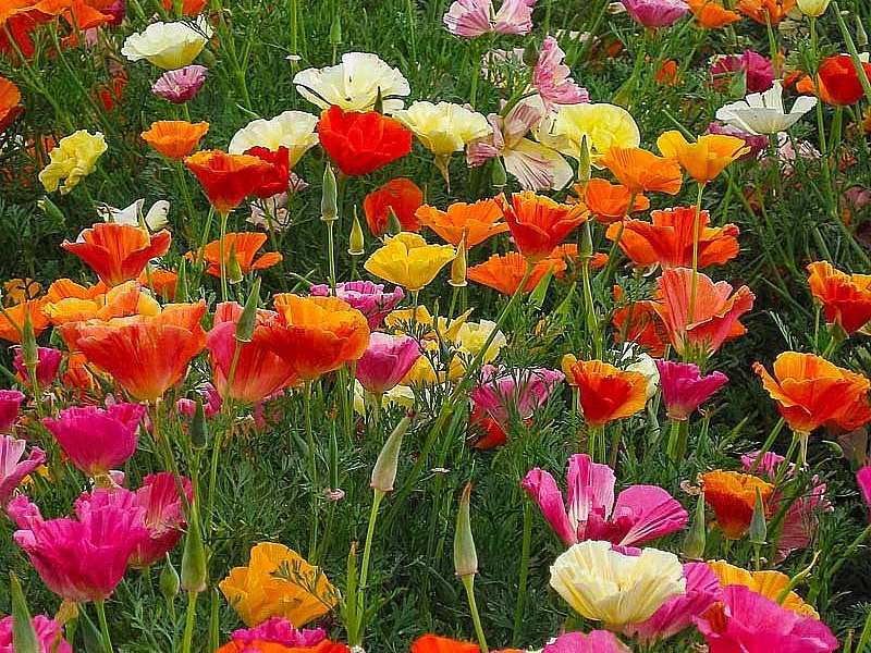 Эшшольция лужайкой.. Фото из открытого источка во ВК